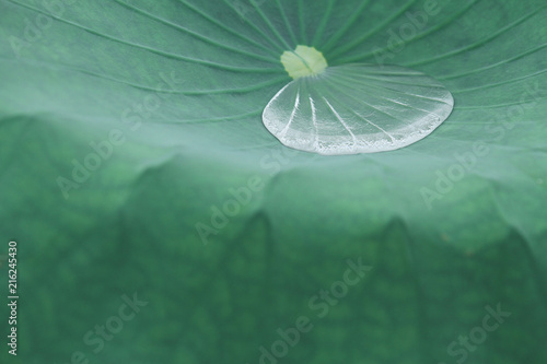  a dew on green leaf of lotus