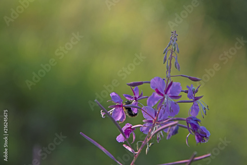 Photography INSECTS - bumblebee on a willow-herb flower