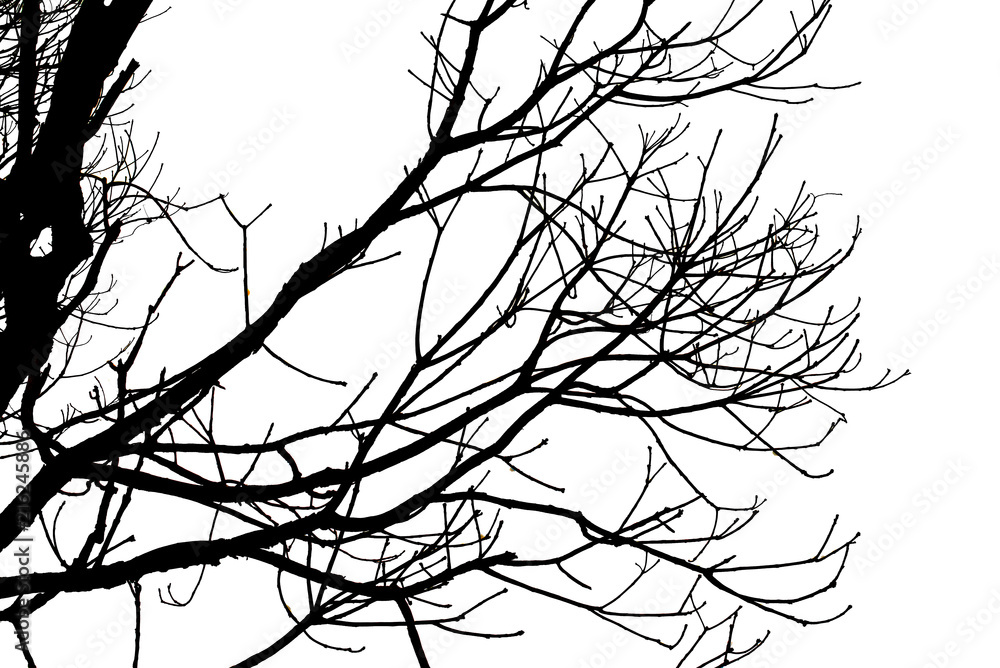 Death tree branch isolated on white background for make tree brush tool and decorate image.