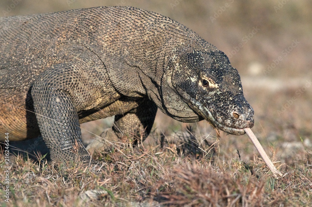 Obraz premium Komodo dragon