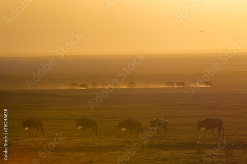 Migrazione degli gnu nel parco Ngoro Ngoro Serengeti Africa Tanzzania polvere