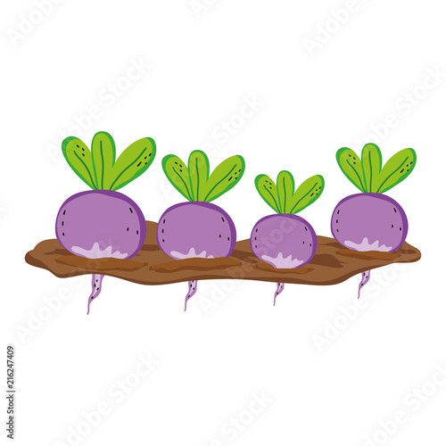 nature onions cultivated plantation product