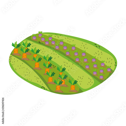 onions and carrots cultivated plantation product