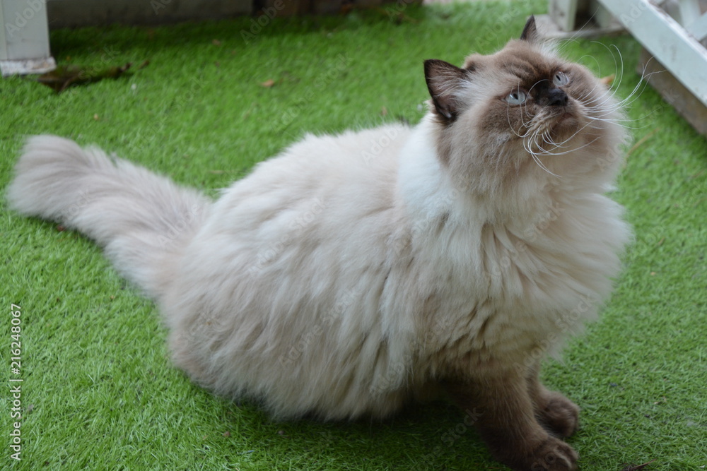 Himalayan cat with blue eyes sit on the grass Himalayan cat with blue eyes sit on the grass