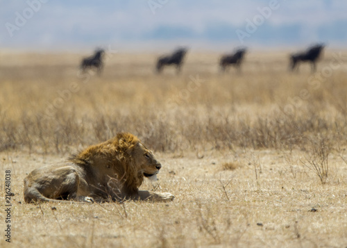 Leone nel parco del Serengeti nella savana