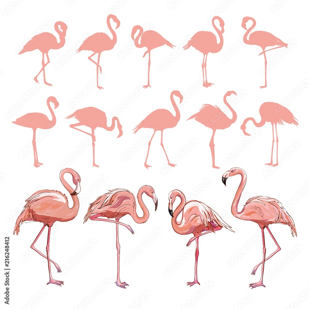 Obraz premium Flamingo illustration, flamingo set vector