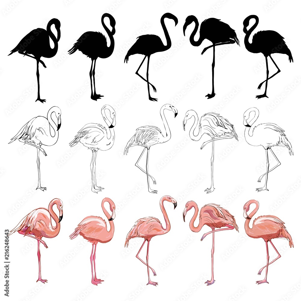 Obraz premium Flamingo illustration, flamingo set vector
