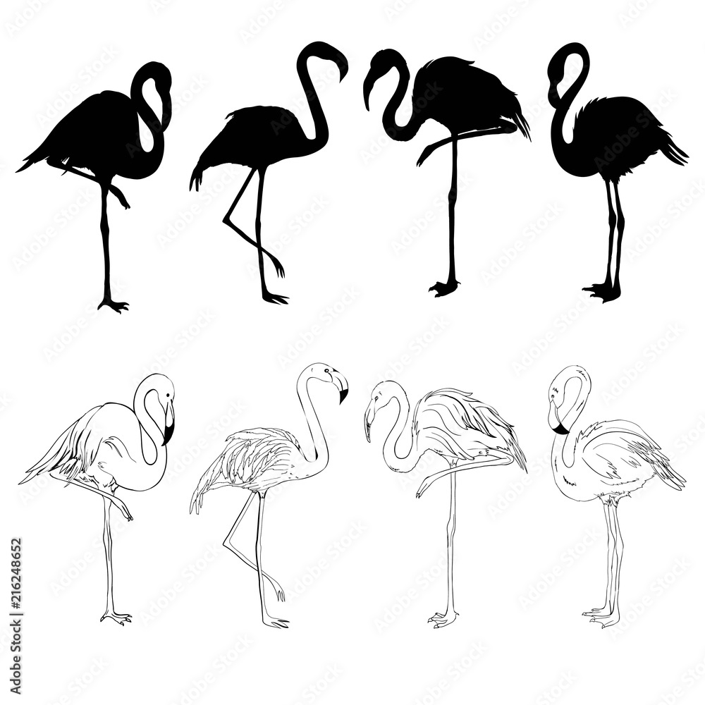 Obraz premium Flamingo illustration, flamingo set vector