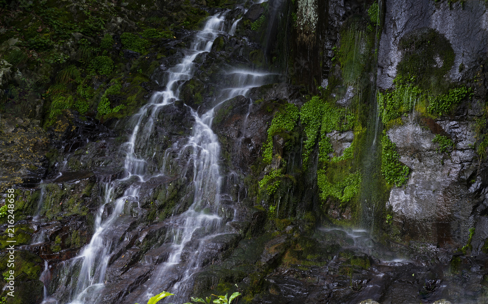 Obraz premium 숲속의 작은 폭포