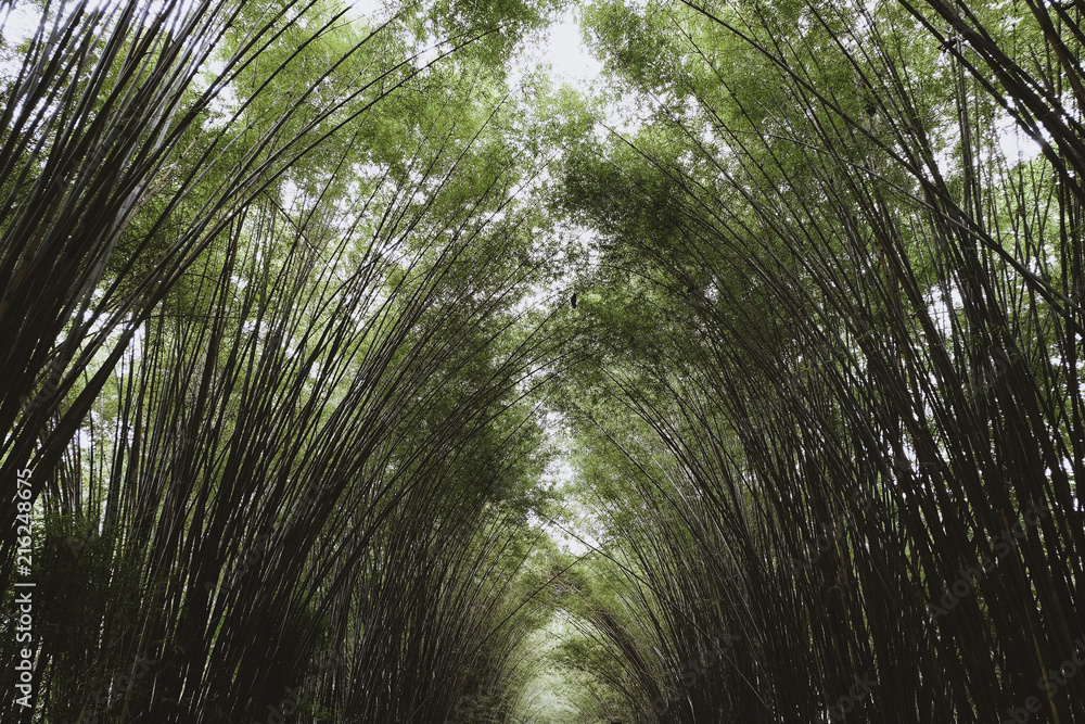 Fototapeta premium Bamboo forest , Natural background arch on both side for walking at Nakhon Nayok, Thailand