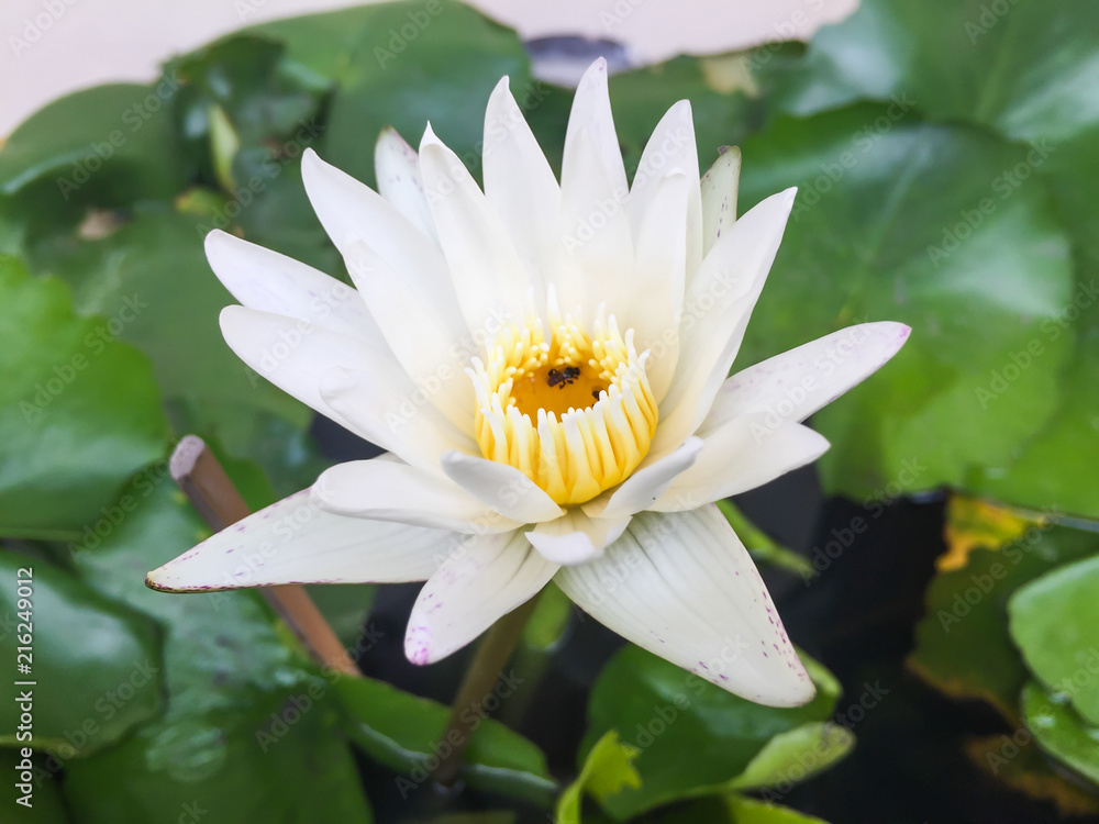 A beautiful lotus in the basin A beautiful lotus in the basin