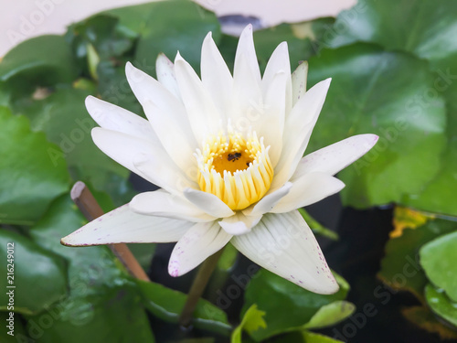 A beautiful lotus in the basin