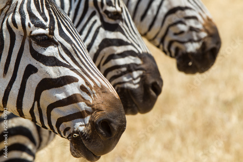 Zebre nel parco del Serengeti Africa Tanzania Kenia