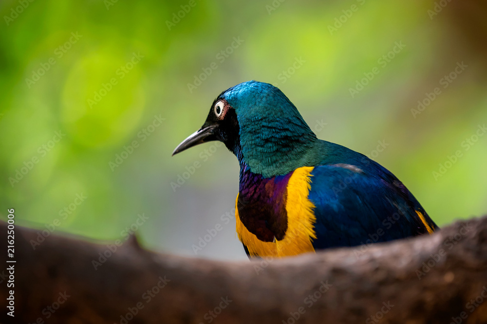 Golden breasted Starling, Cosmopsarus regius, Glossy Starling sitting on the tree branch. Beautiful shiny bird in the green forest.