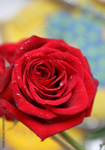 Red big rose
