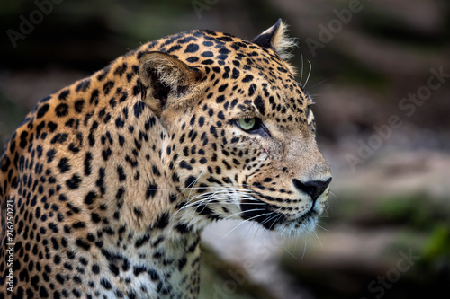 Ceylon leopard, Panthera pardus kotiya, Big spotted cat © Lubos Chlubny