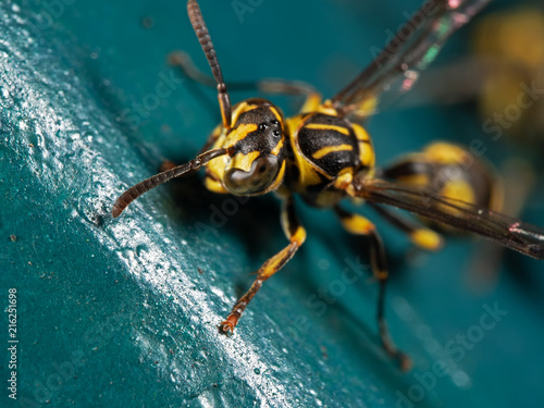 Macro Photo of Head and Antenna of Wasp on Blue Green Metal Material