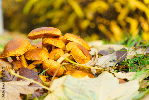 Wild growing orange yellow mushrooms on ground