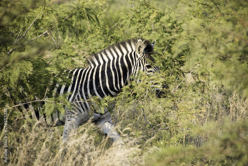 Naklejka premium Zebra