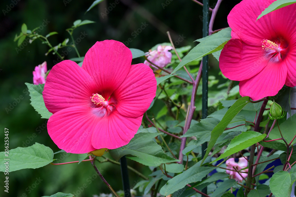 大輪の深紅の ムクゲの花stock Photo Adobe Stock