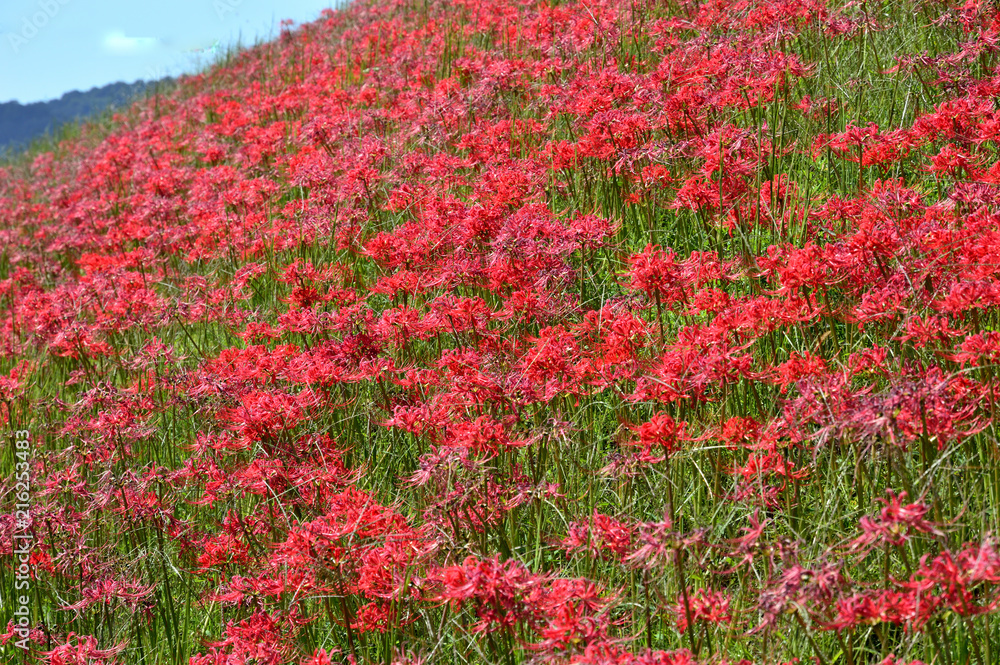 斜面に満開の、ヒガンバナ