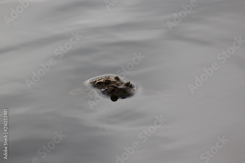 Erdkrötenpaar im Wasser (Bufo bufo)