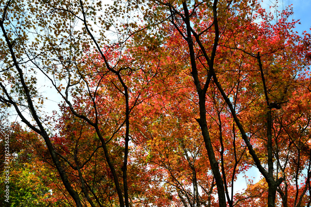 秋の盛りの紅葉樹林