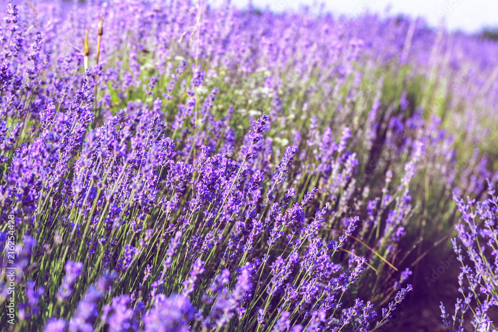 Fototapeta premium Lavender Field in the summer