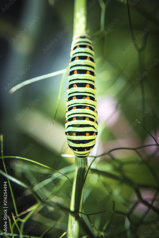Caterpillar of Papilio Machaon, swallowtail caterpillar.