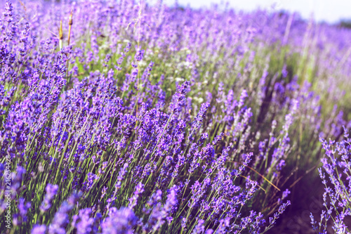 Lavender Field in the summer