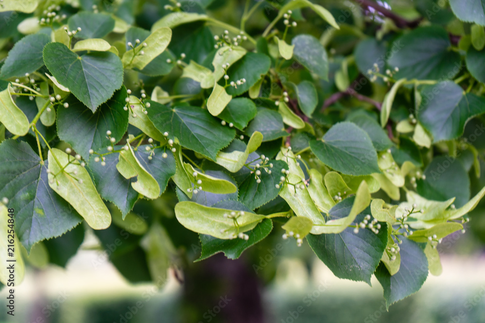 Fototapeta premium leaves hanging from tree side view