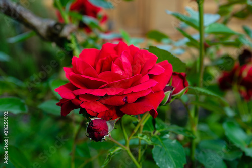 red rose side view