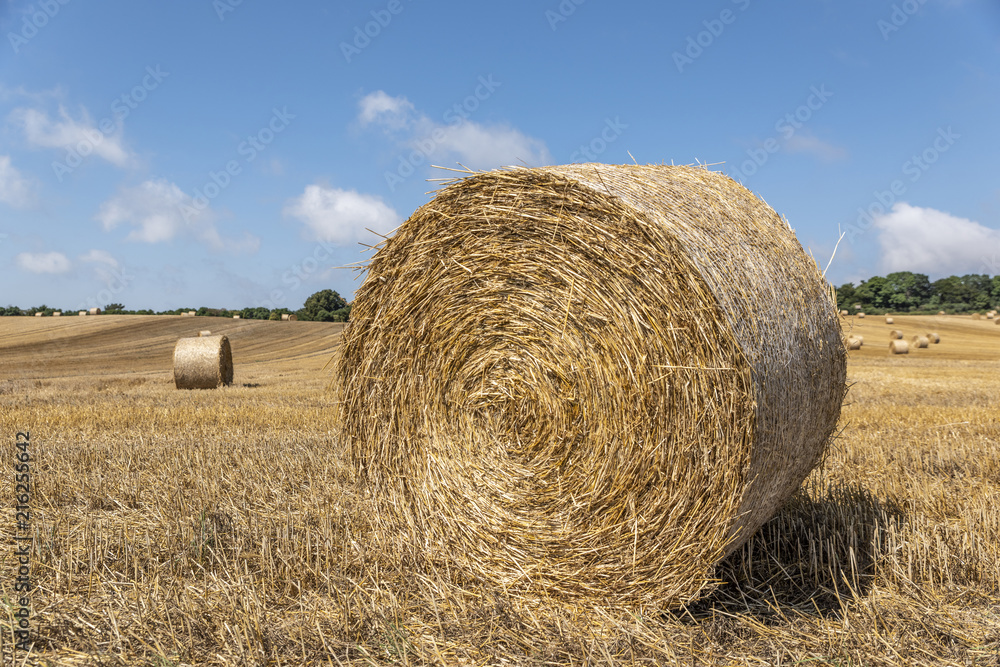 Sheaf in wheat fields in hot summer day.