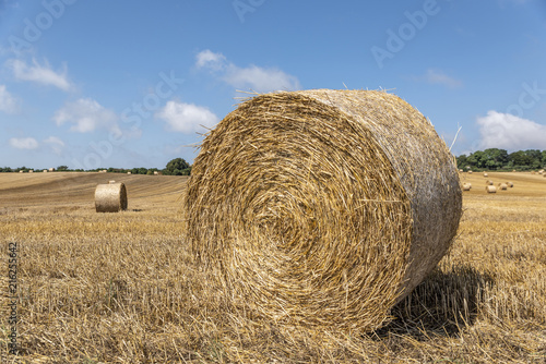 Sheaf in wheat fields in hot summer day.