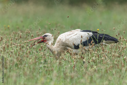 storch mit wurm photo