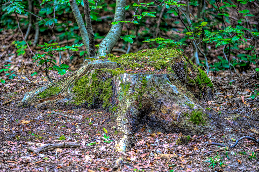 Obraz premium Series of Tree Stump Images