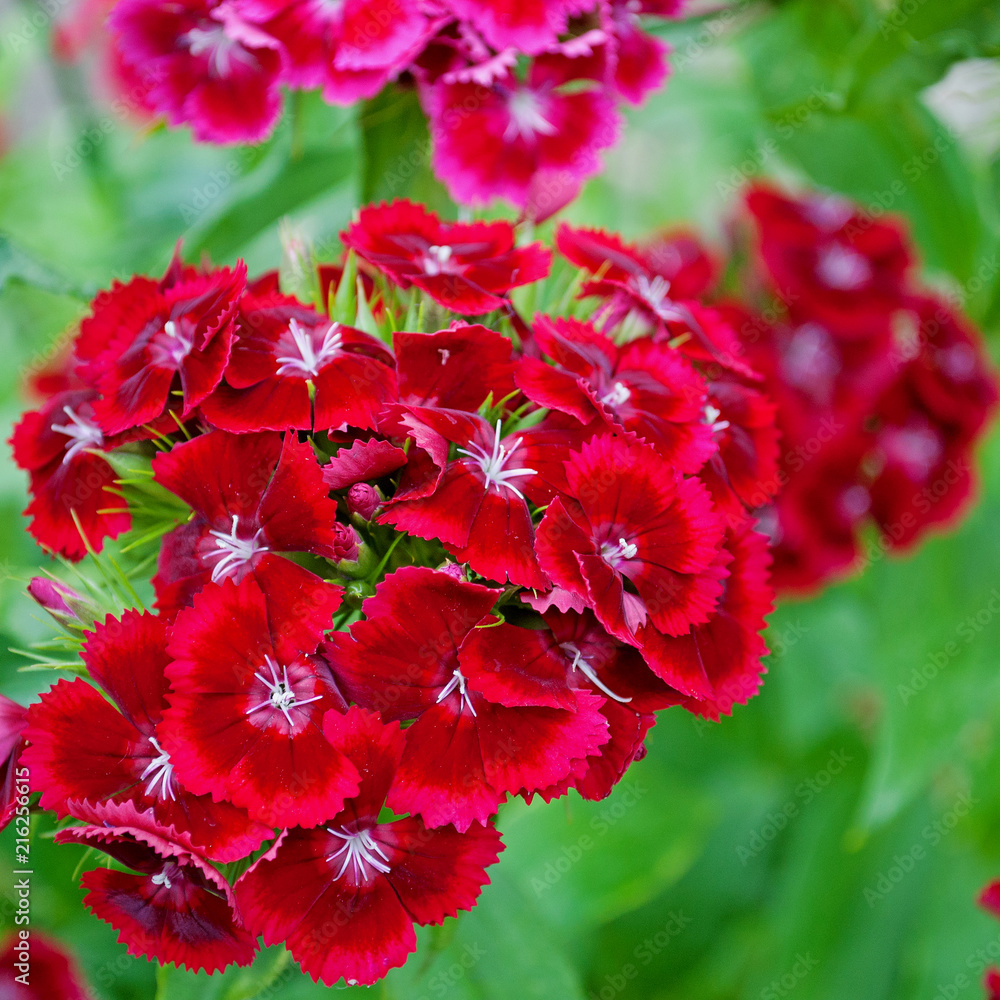 Rote Bartnelken, Dianthus barbatus Rote Bartnelken, Dianthus barbatus