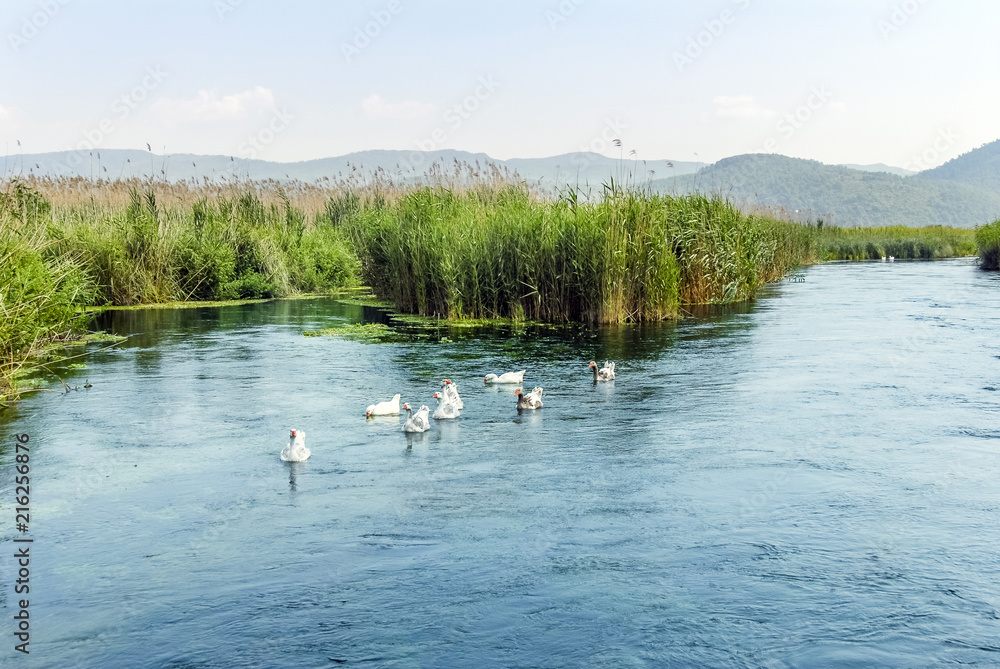 Mugla, Turkey, 14 May 2012: Ducks at Azmak Stream, Gokova Bay, Akyaka Mugla, Turkey, 14 May 2012: Ducks at Azmak Stream, Gokova Bay, Akyaka