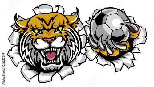 Wildcat Holding Soccer Ball Breaking Background