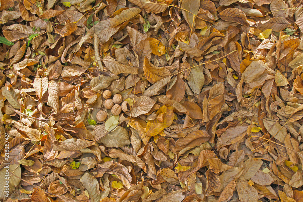 Autumn background. Autumn walnuts fell on the ground and yellow and brown dry autumn leaves, harvest, Thanksgiving, Halloween. Autumn leaves wallpaper. Tree leafs pattern