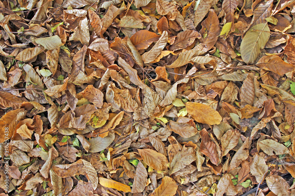 Autumn leaves background. Tree leaves wallpaper. Yellow and brown dry walnut leaves on the ground. Harvest, Thanksgiving, Halloween. Autumn leaves wallpaper. Tree leafs pattern. Autumn leaves background. Tree leaves wallpaper. Yellow and brown dry walnut leaves on the ground. Harvest, Thanksgiving, Halloween. Autumn leaves wallpaper. Tree leafs pattern.