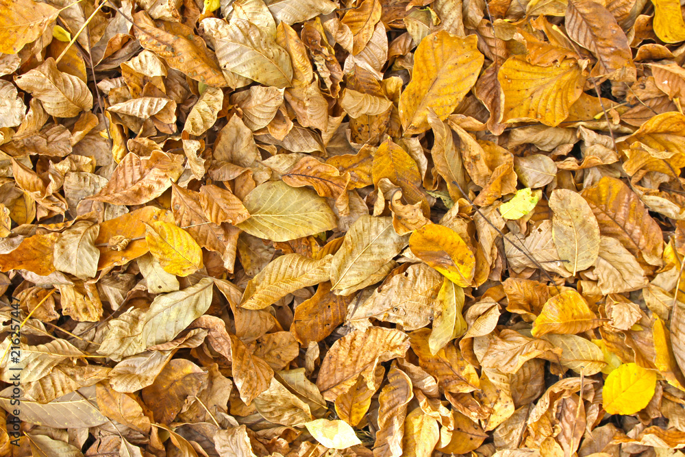 Autumn leaves background. Tree leaves wallpaper. Yellow and brown dry walnut leaves on the ground. Harvest, Thanksgiving, Halloween. Autumn leaves wallpaper. Tree leafs pattern.  