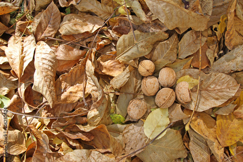 Autumn background. Autumn walnuts fell on the ground and yellow and brown dry autumn leaves, harvest, Thanksgiving, Halloween. Autumn leaves wallpaper. Tree leafs pattern.  