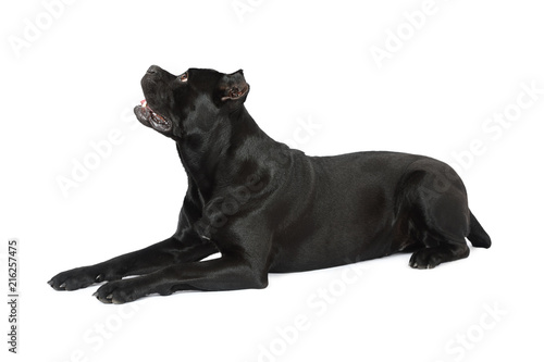 Cute Cane Corso dog  lying on a white background