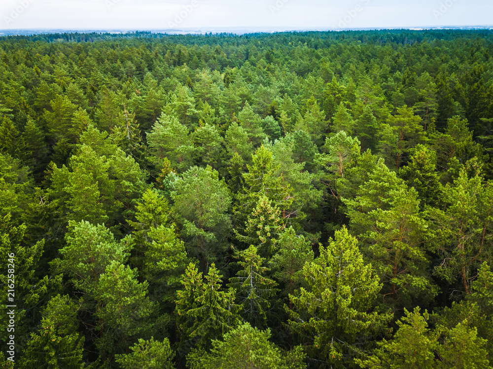 Aerial view of the forest Aerial view of the forest