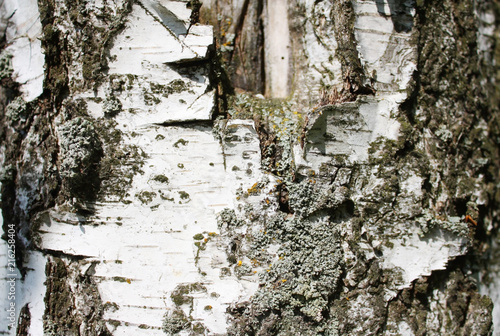 Bark of birch close-up. Texture
