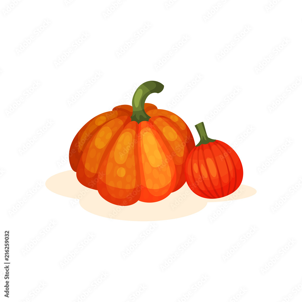 Obraz premium Two fresh ripe whole pumpkins vector Illustration on a white background