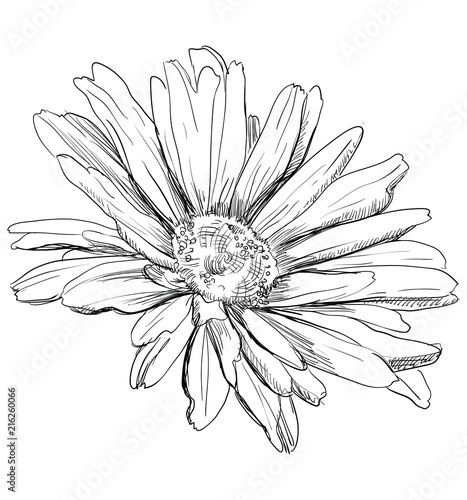 Vector hand drawing flower 3