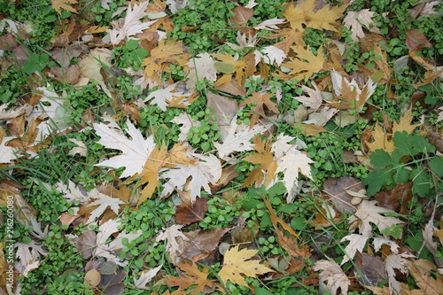 Fallen maple leaves on green grass © Tatvik