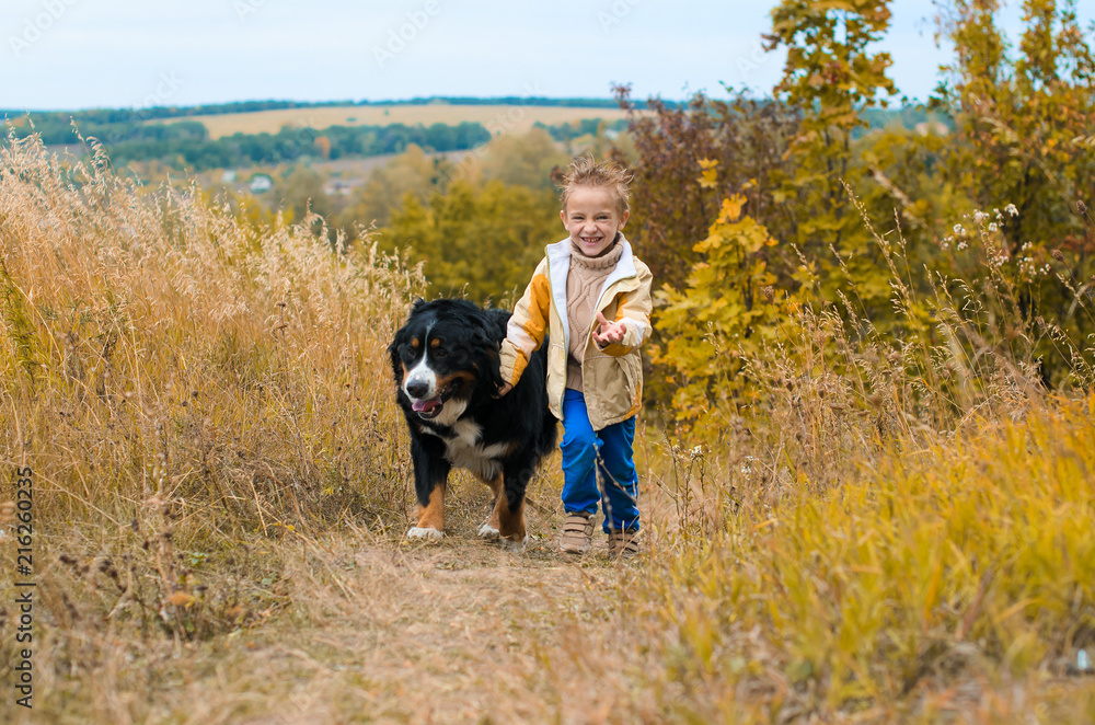 boy runs around with big dog on autumn hills of race Berner Sennenhund